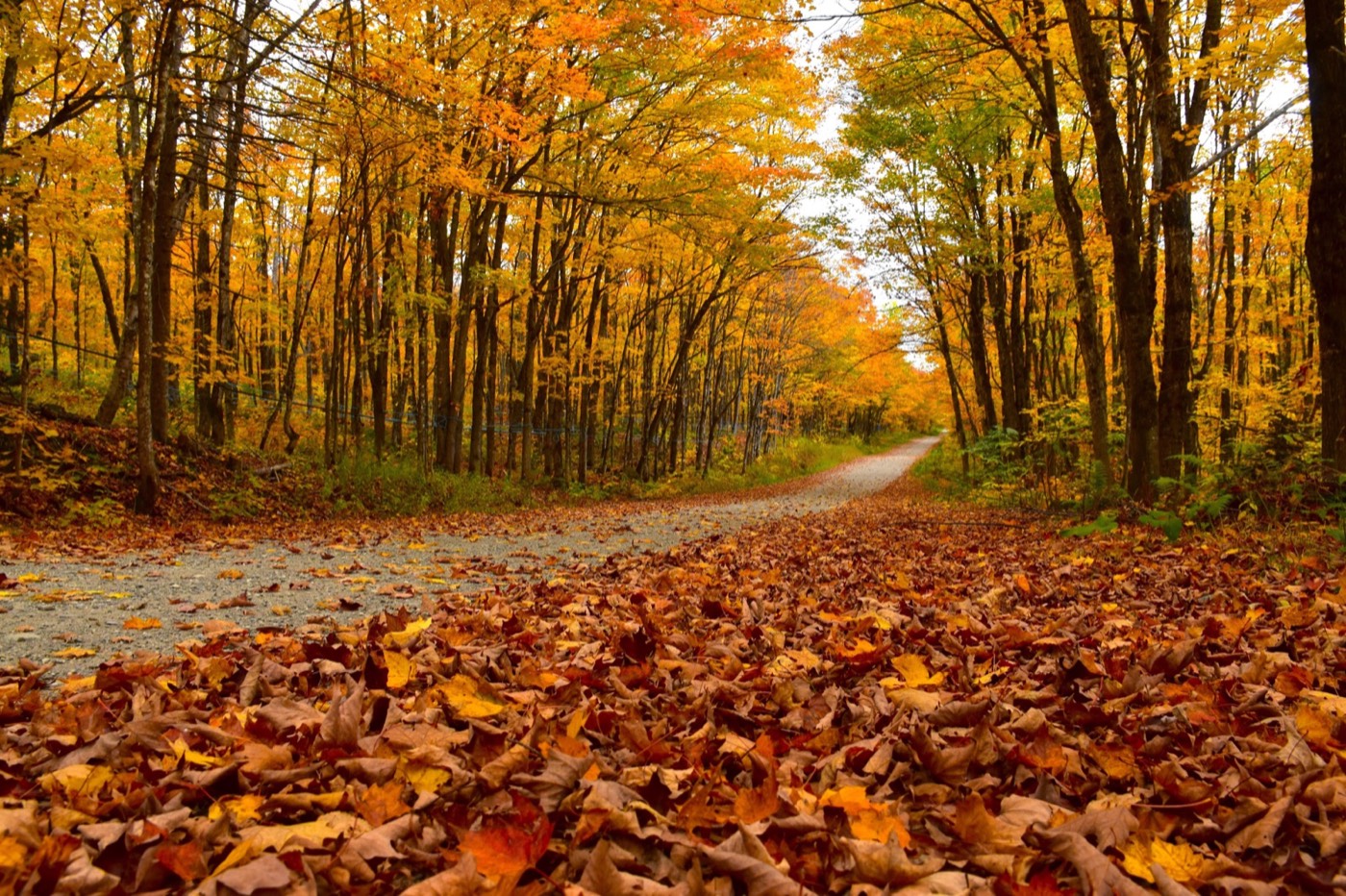autumn leaves