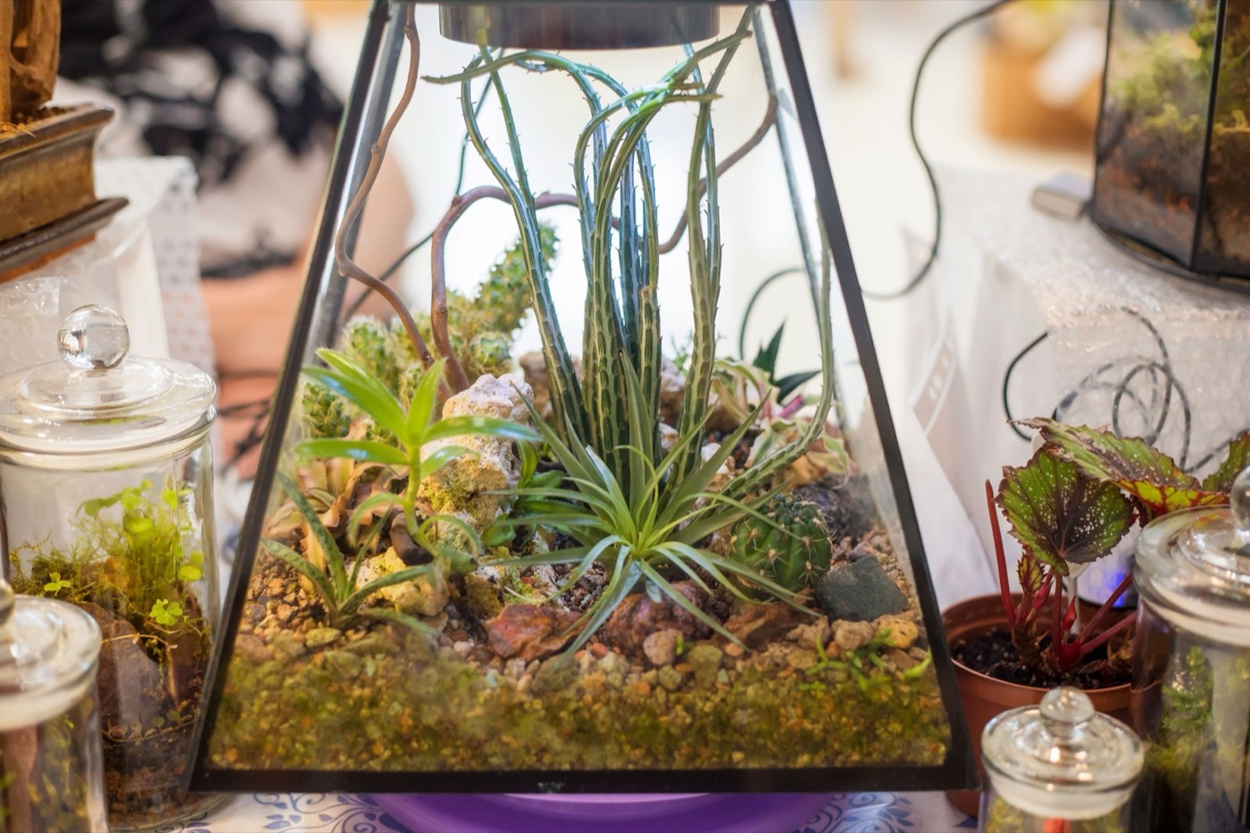 Decorative floristic composition of a variety of succulents in a Glass terrarium florarium, the idea of ââdecorating the space of an apartment or cafe. soft selective focus.