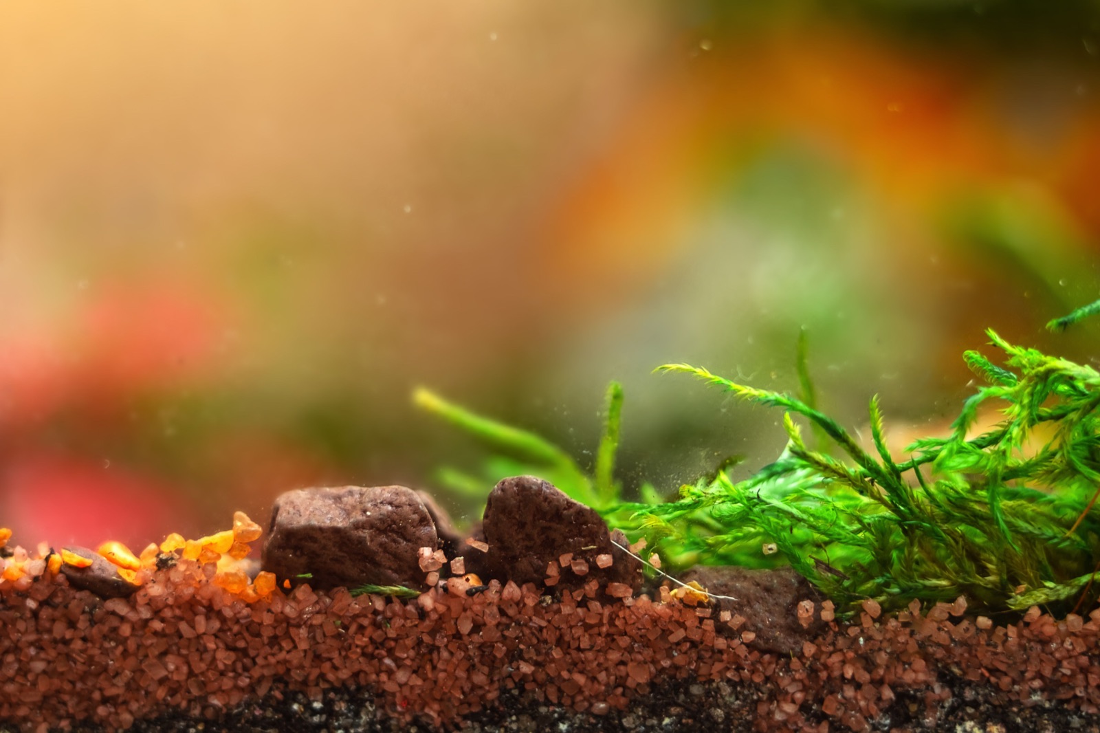 terrarium layers